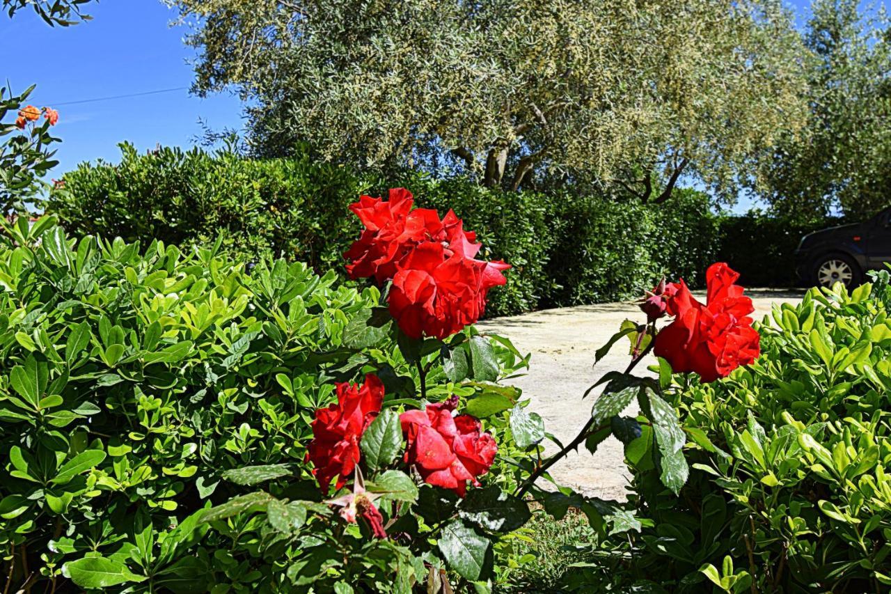 Apartmani Vila Karla, Dobropoljana, Otok Pasman 外观 照片